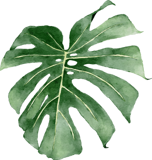 Watercolor Monstera Leaves