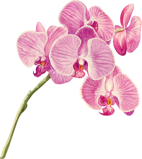 pink orchid flower watercolor illustration