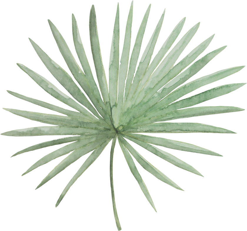 Palm Tropical Leaf